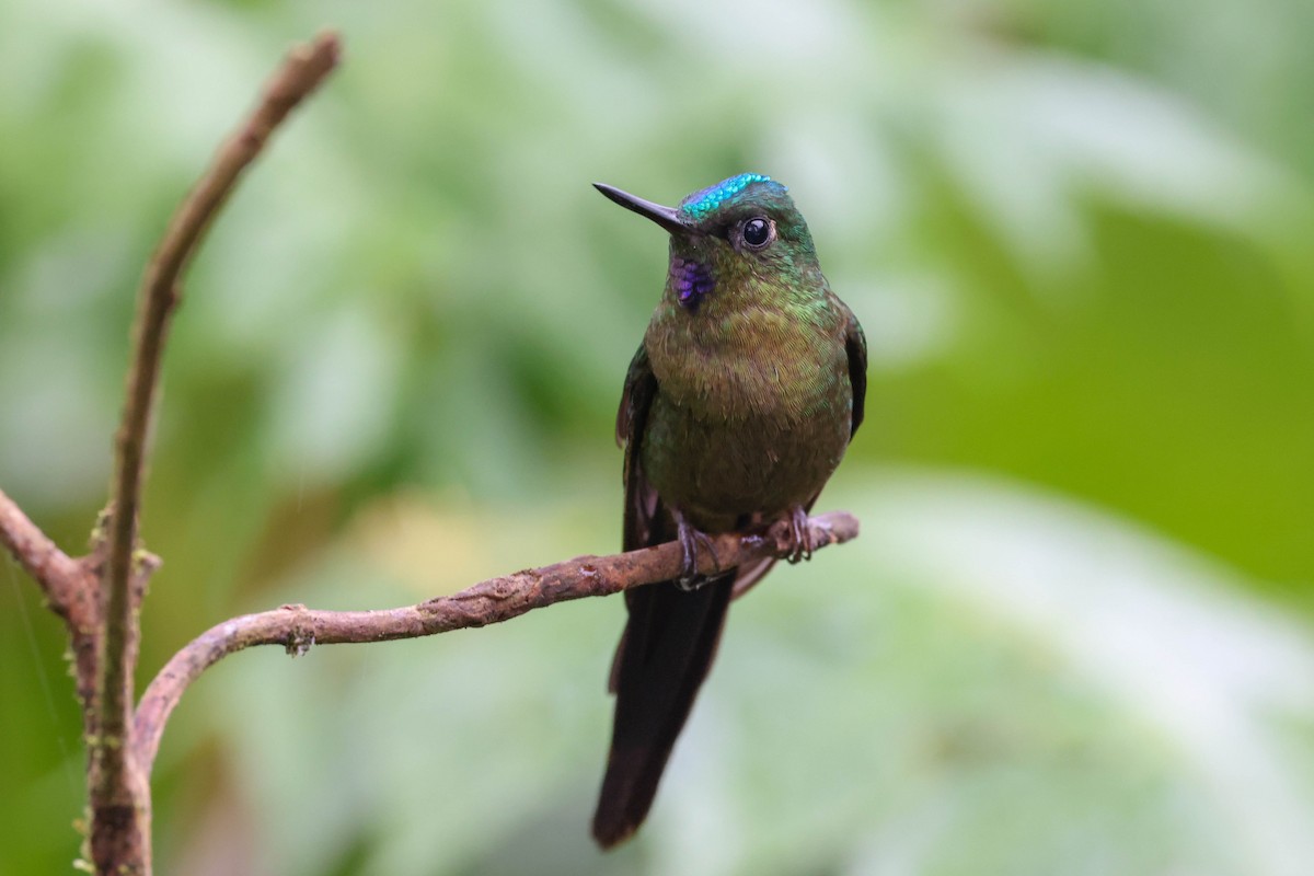 Violet-tailed Sylph - ML447749411