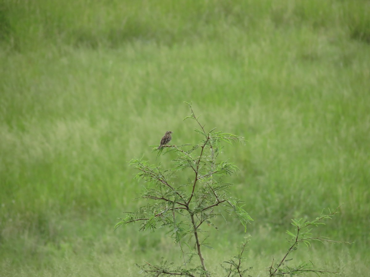 Grasshopper Sparrow - ML44775101