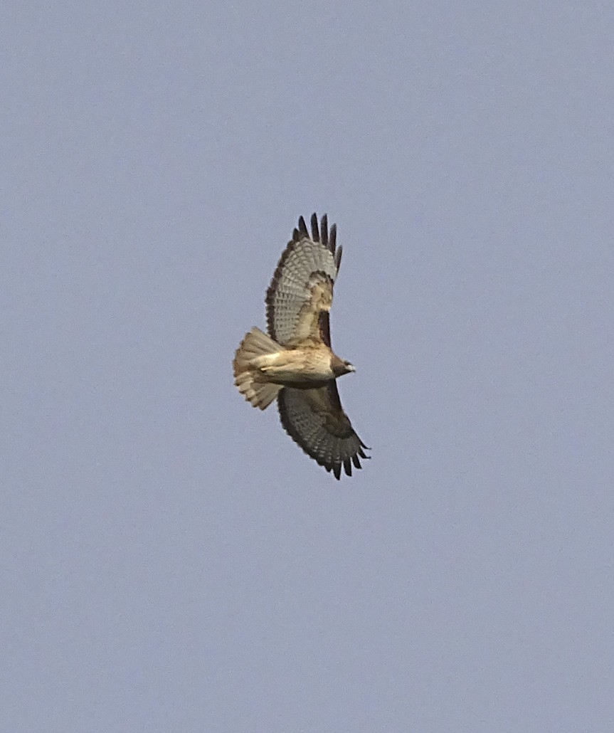 Red-tailed Hawk - ML44775191