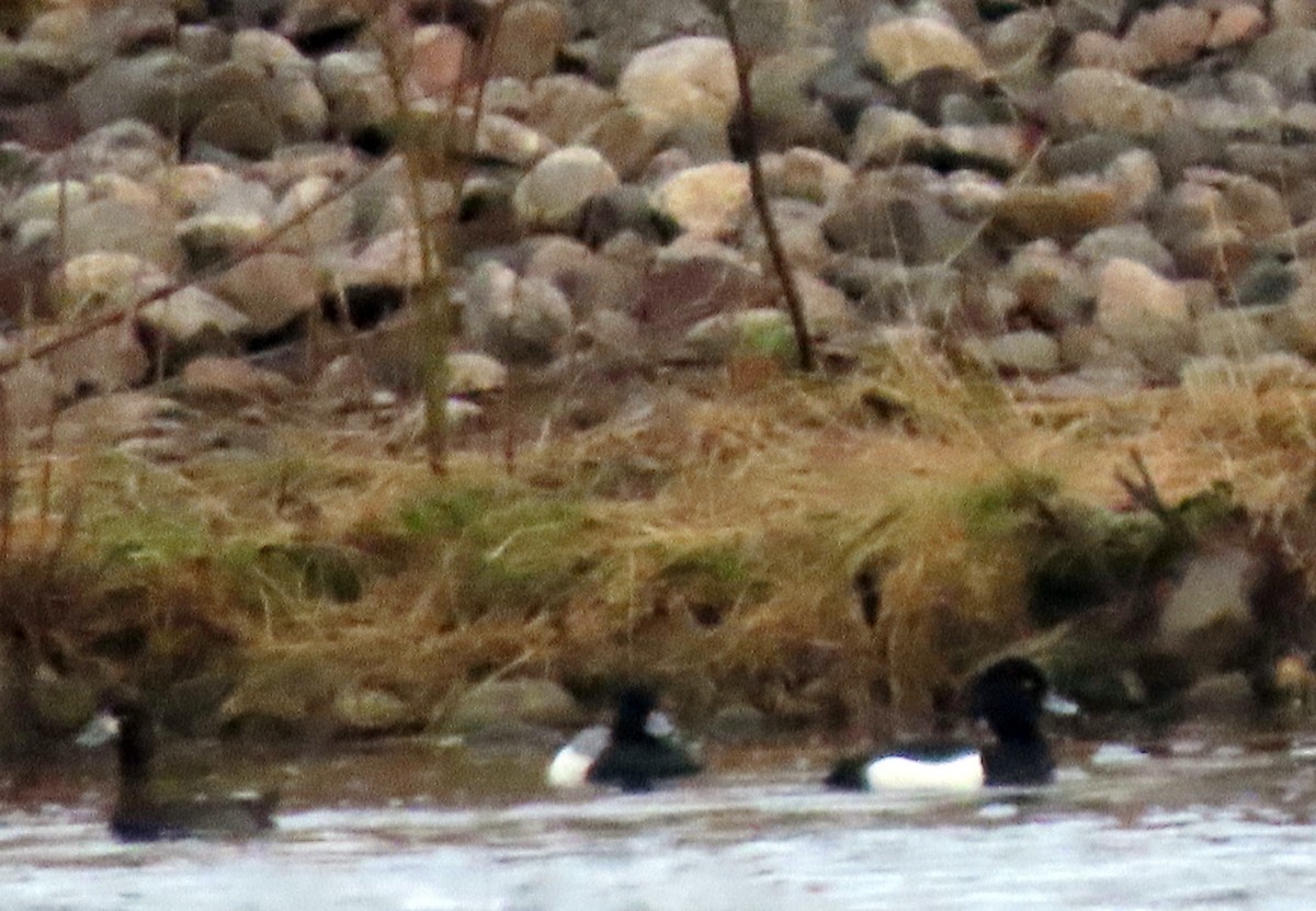 Tufted Duck - ML447755681