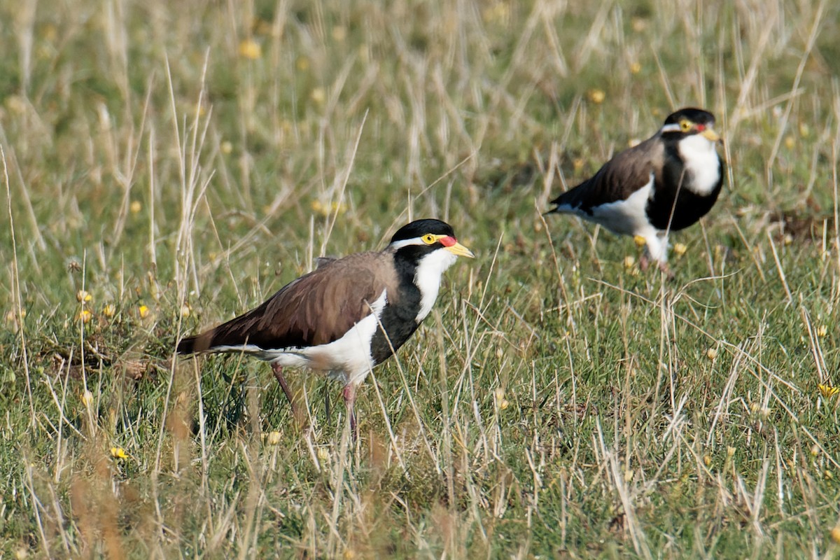 Banded Lapwing - ML447780811