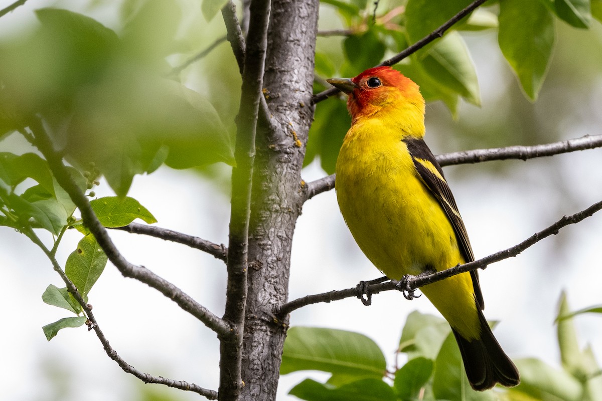 Western Tanager - Peggy Mundy