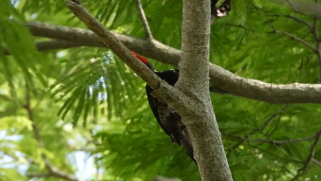 Lineated Woodpecker - ML447782591