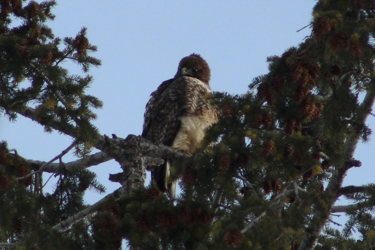 Red-tailed Hawk - ML44778261