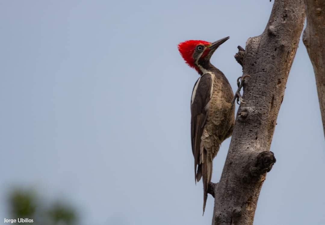 Lineated Woodpecker - Jorge luis Ubillas herera