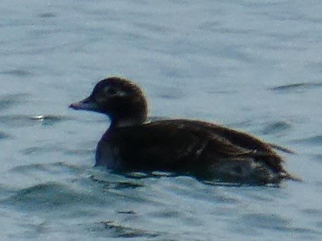 Long-tailed Duck - ML447793661