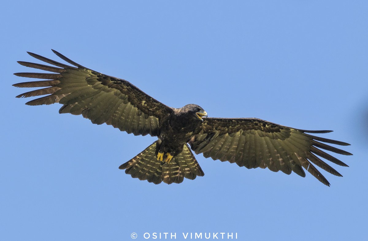 Black Eagle - Osith Jayathunga