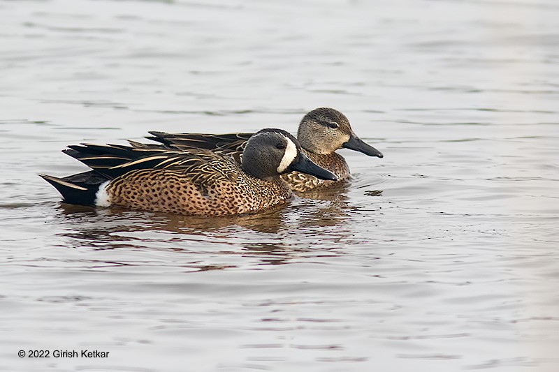 Blue-winged Teal - ML447803741