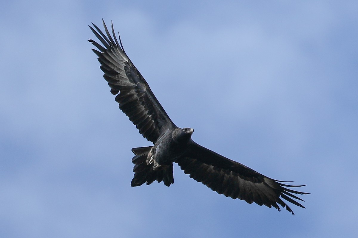 Wedge-tailed Eagle - ML447807631