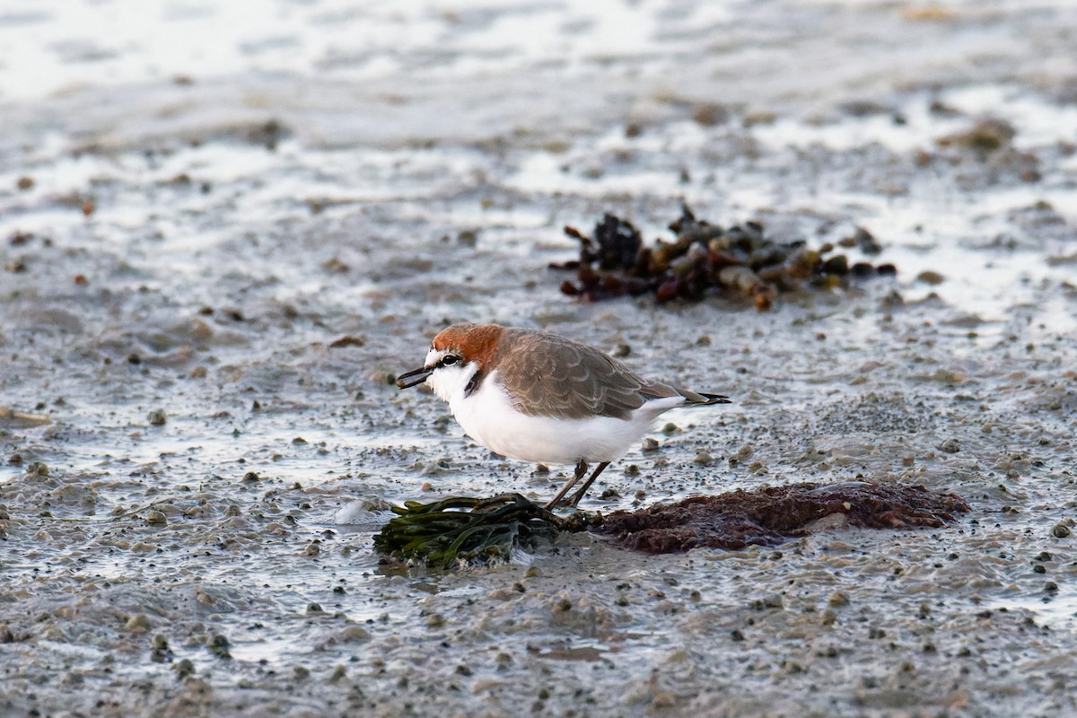 Red-capped Plover - ML447815371