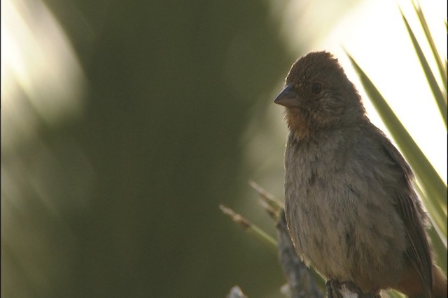 California Towhee - ML447816