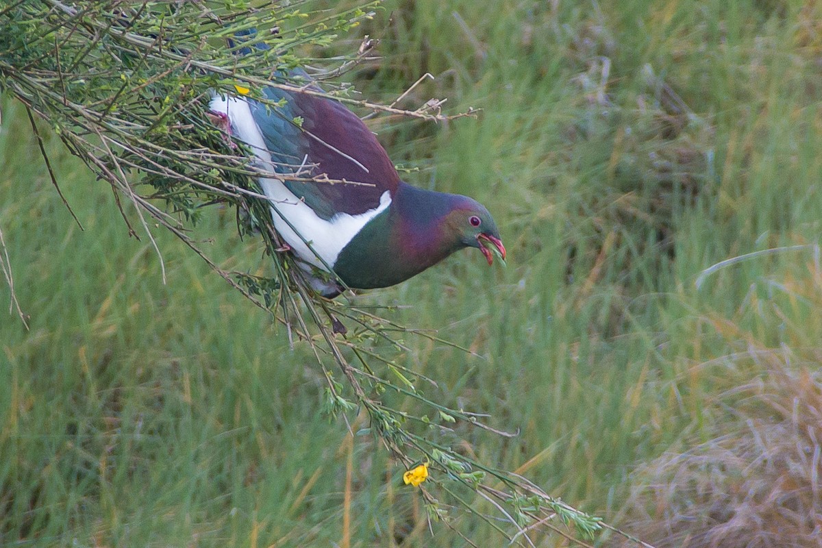 New Zealand Pigeon (New Zealand) - ML447819931