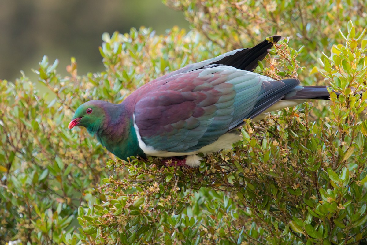 New Zealand Pigeon (New Zealand) - ML447819951