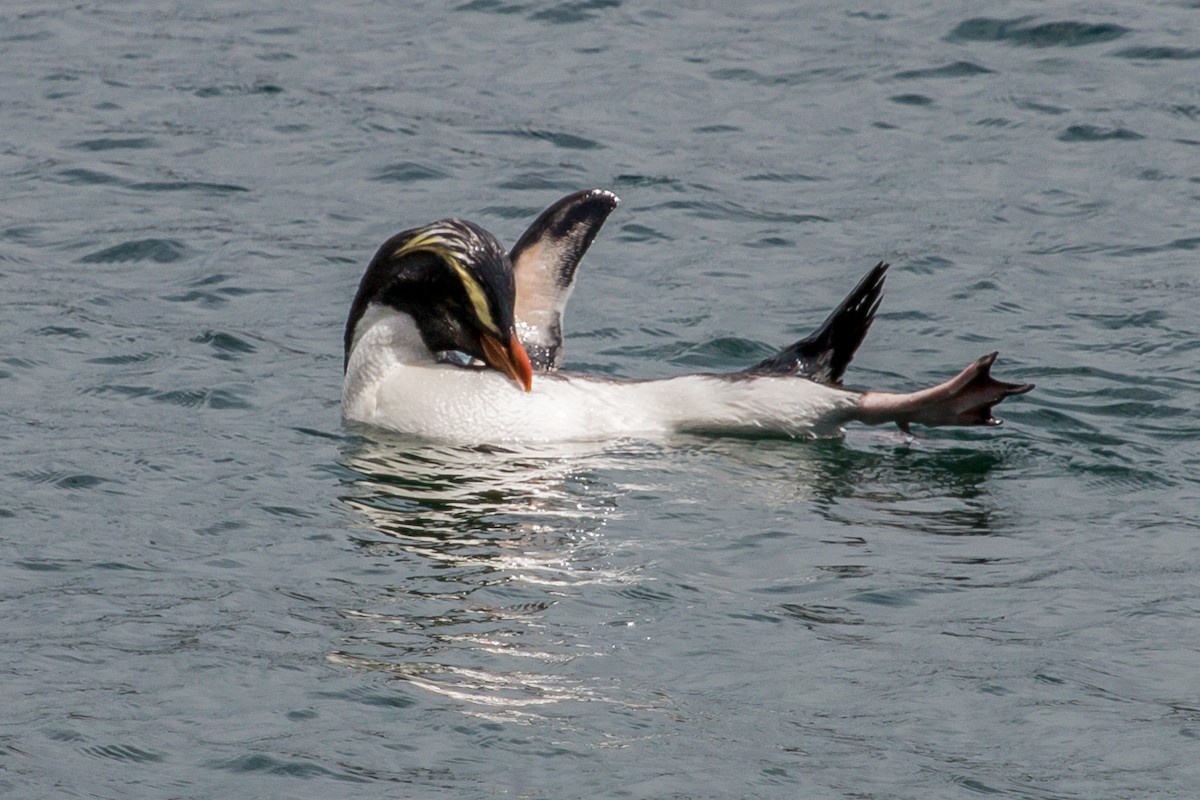 Fiordland Penguin - ML447820251