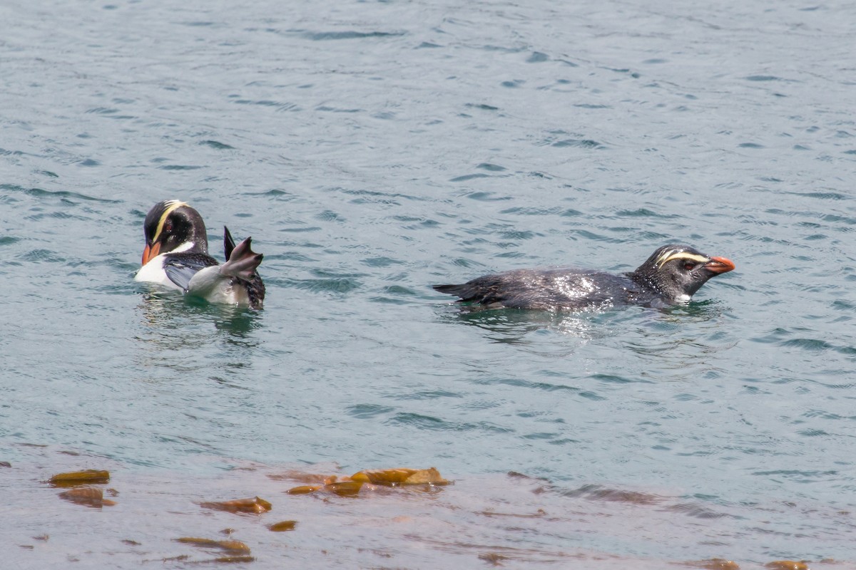 Fiordland Penguin - ML447820271