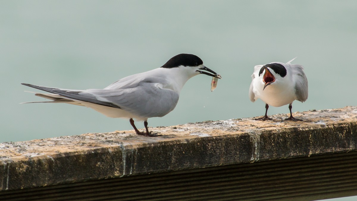 White-fronted Tern - ML447822461