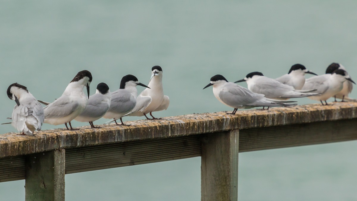 White-fronted Tern - ML447822471