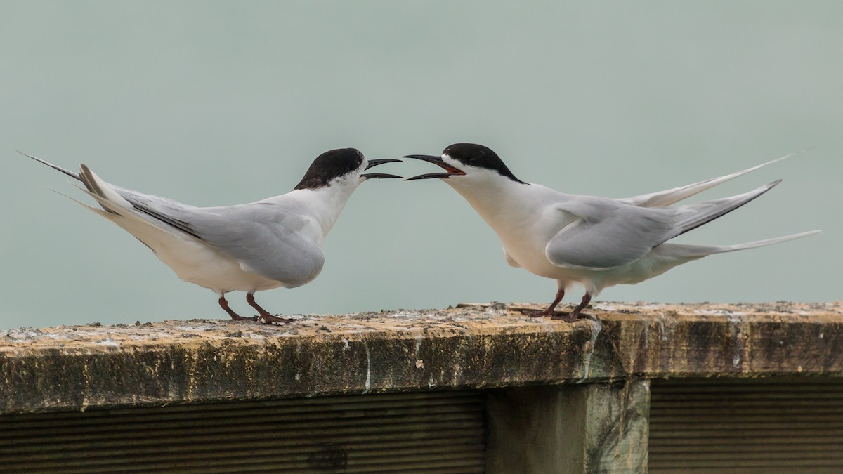 White-fronted Tern - ML447822481