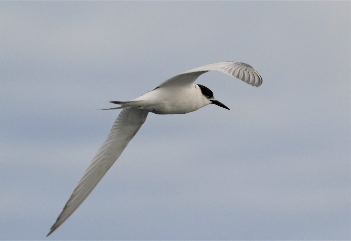 White-fronted Tern - ML447823551