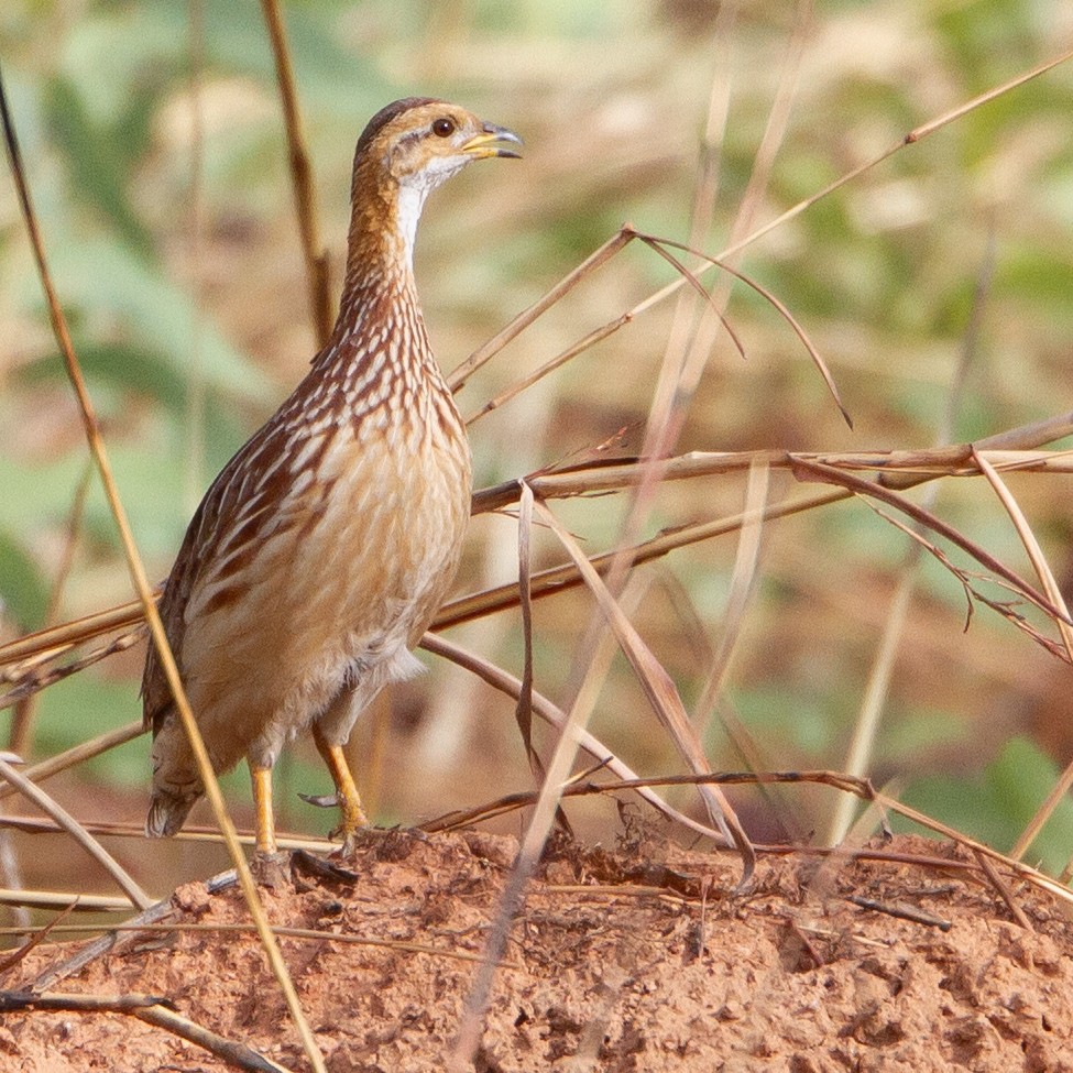 White-throated Francolin - ML447832301