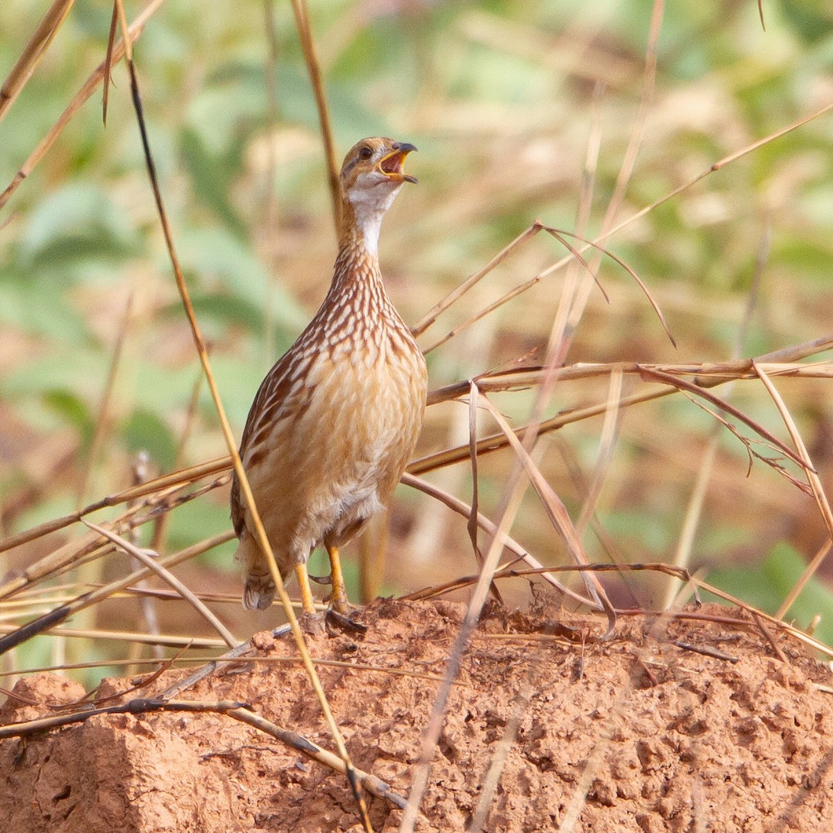 White-throated Francolin - ML447832321