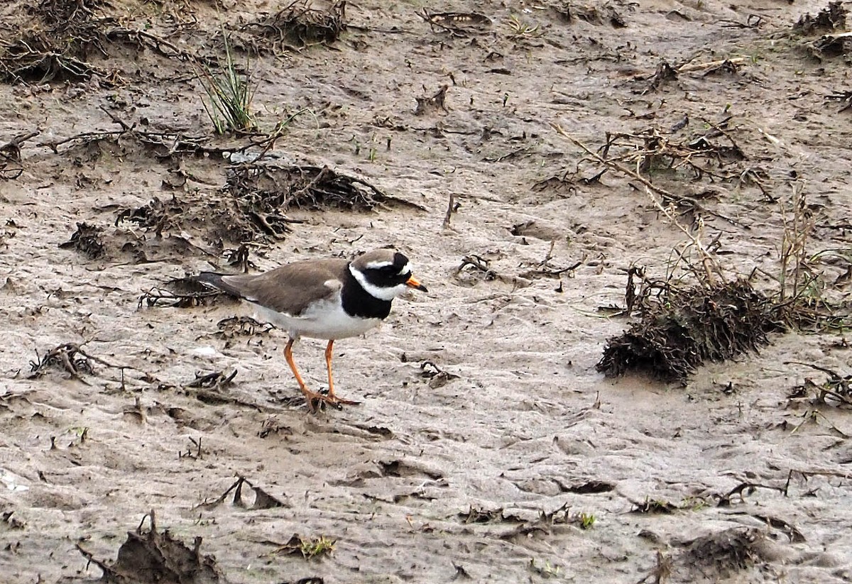 Common Ringed Plover - ML447841631