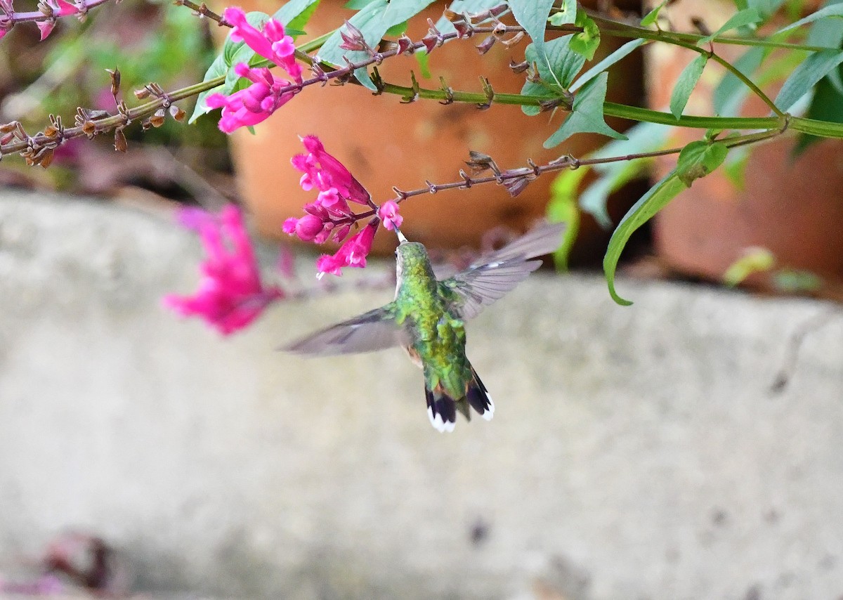 Broad-tailed Hummingbird - Elizabeth Hawkins