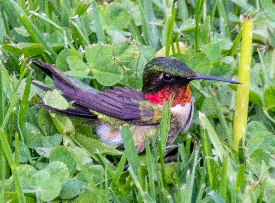 Ruby-throated Hummingbird - ML447847071