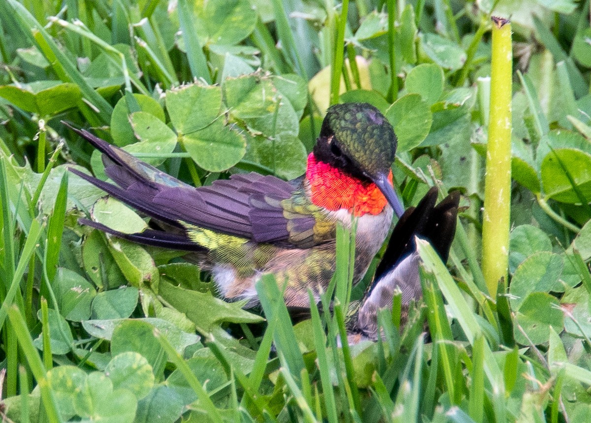 Ruby-throated Hummingbird - ML447847091