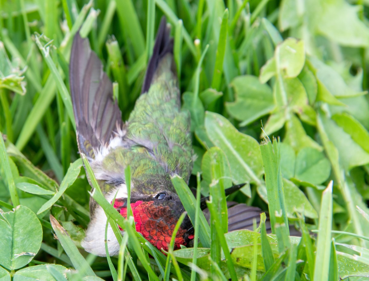 Ruby-throated Hummingbird - ML447847101