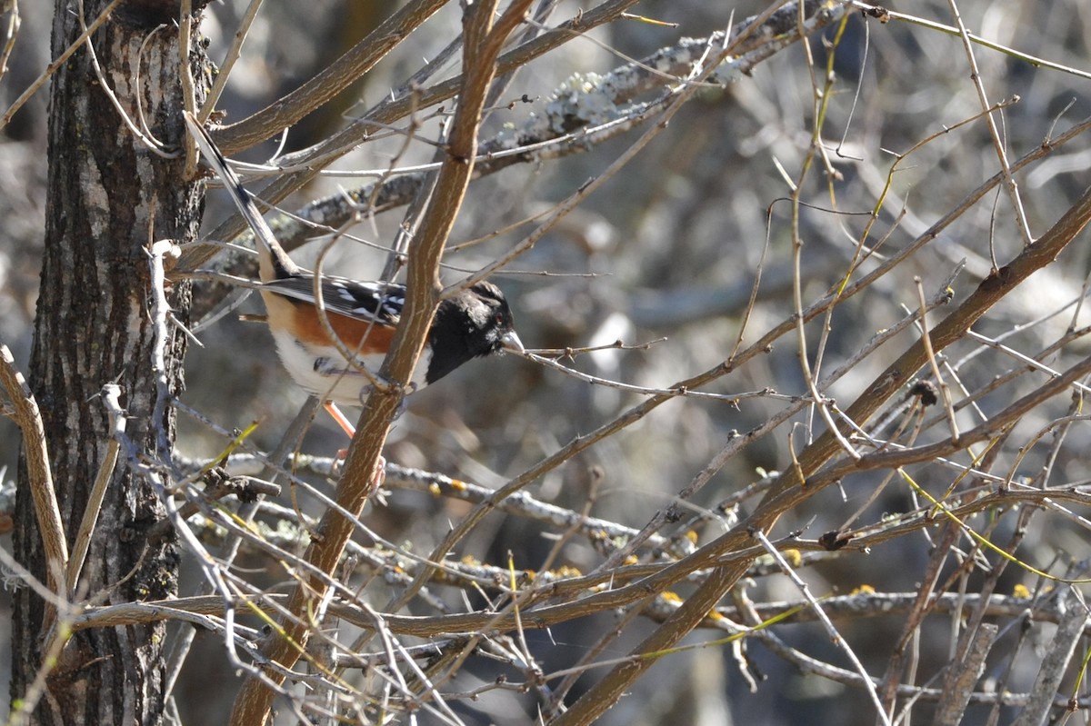 Spotted Towhee - ML44784891