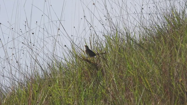 Wedge-tailed Grass-Finch - ML447853431