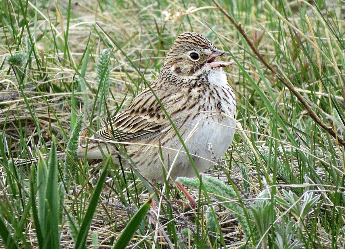 Vesper Sparrow - Bob Pruner