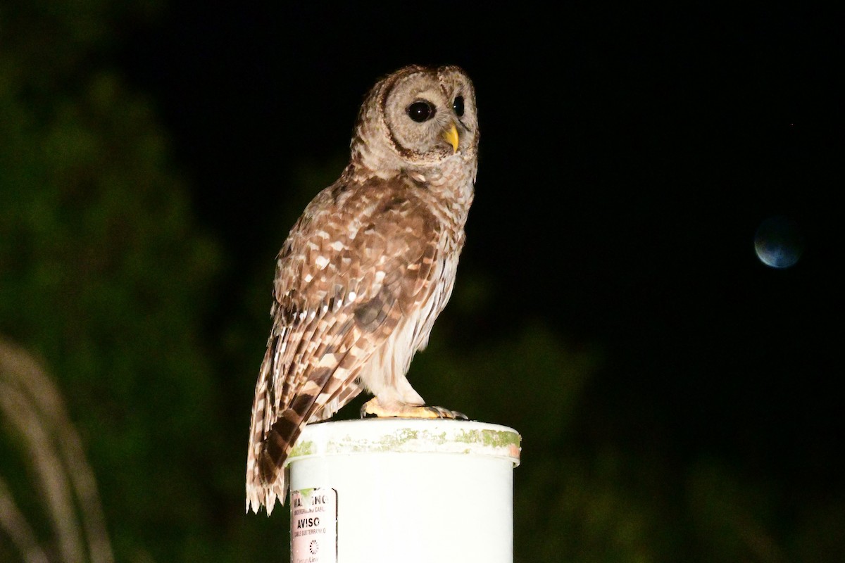 Barred Owl - ML447859571