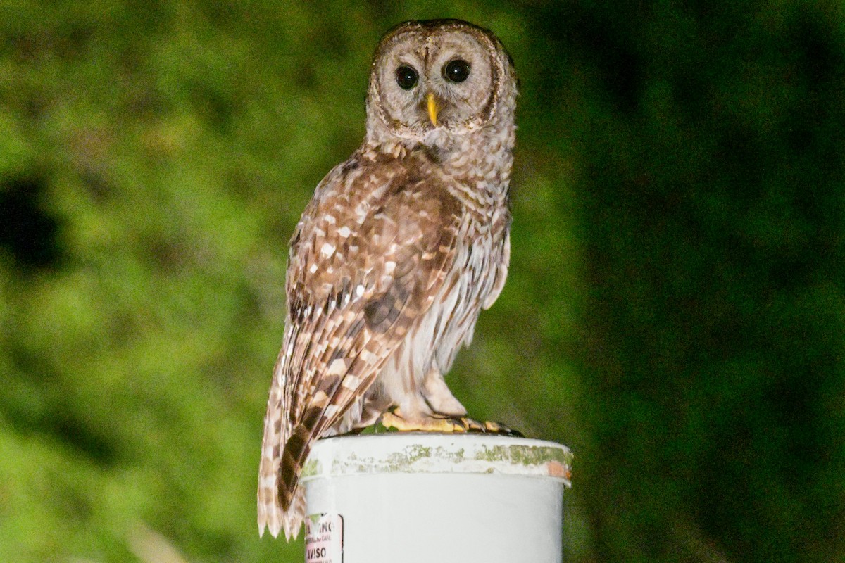 Barred Owl - ML447859581