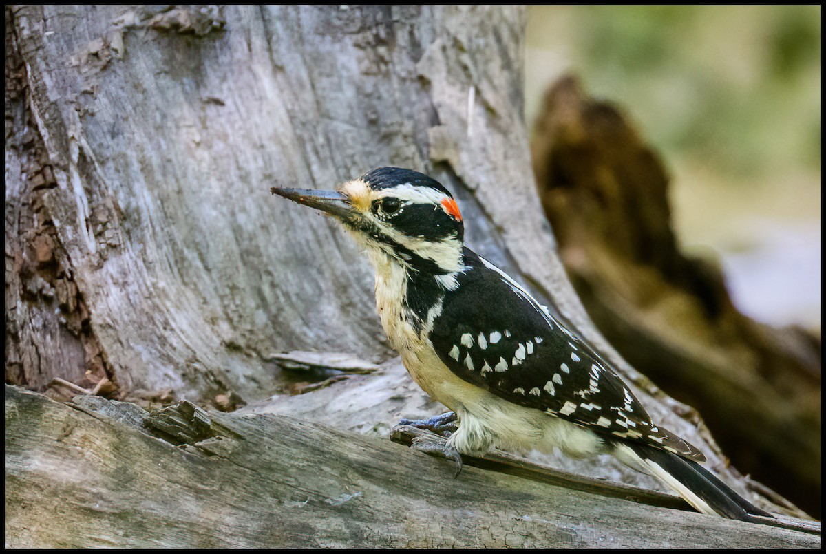 Hairy Woodpecker - ML447861041