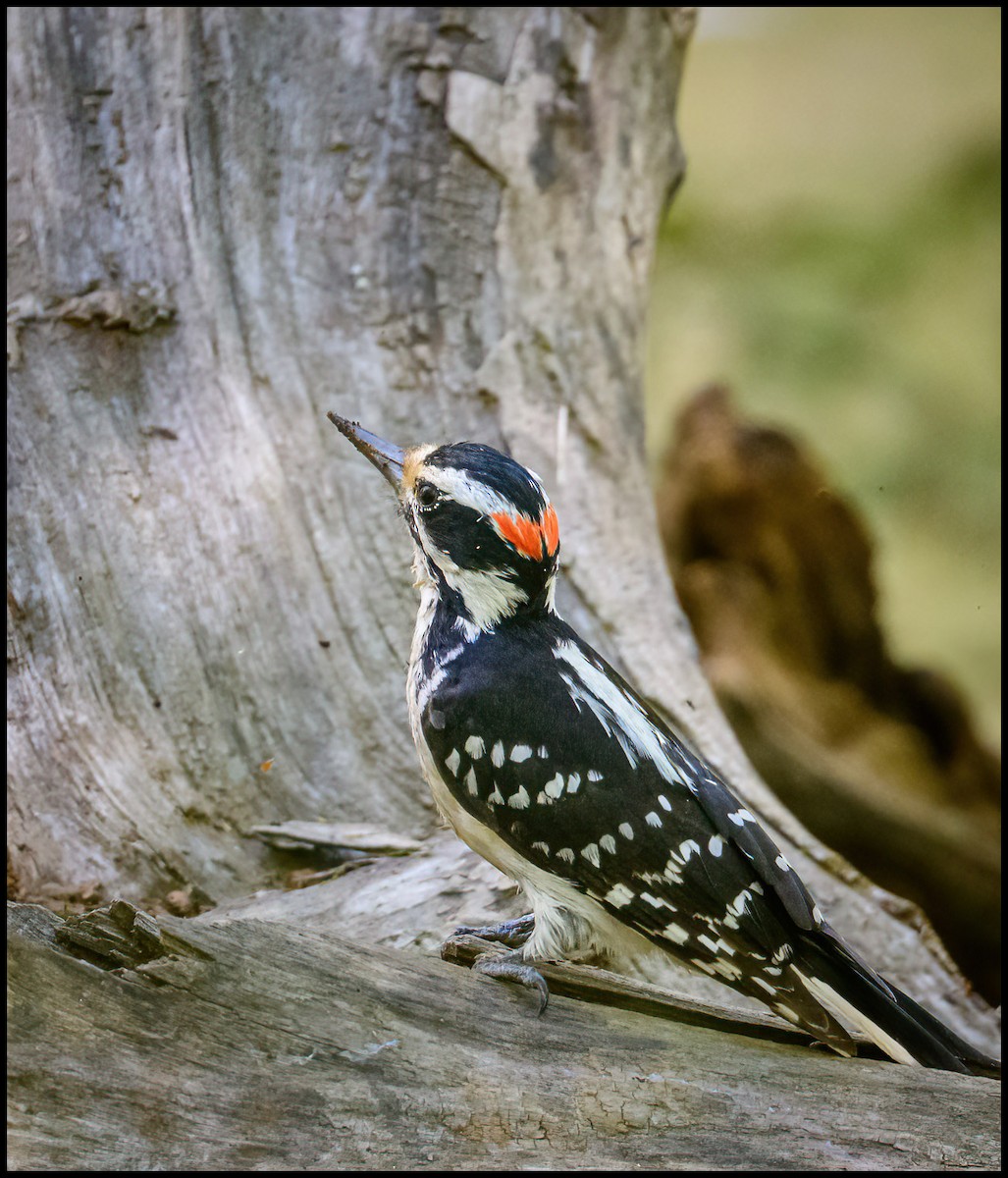 Hairy Woodpecker - ML447861051