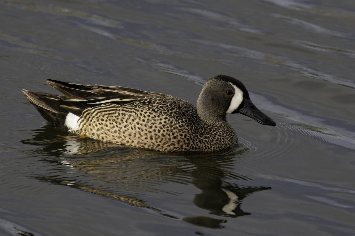 Blue-winged Teal - ML447862931