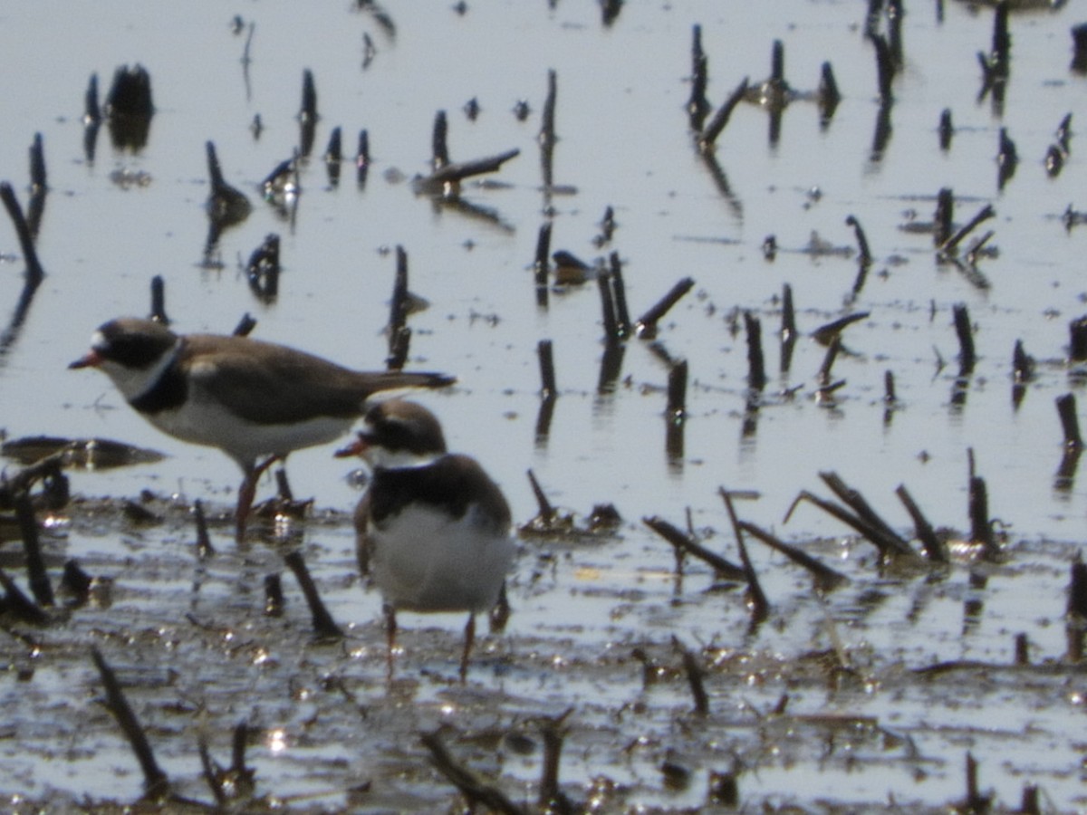 Semipalmated Plover - ML447865601