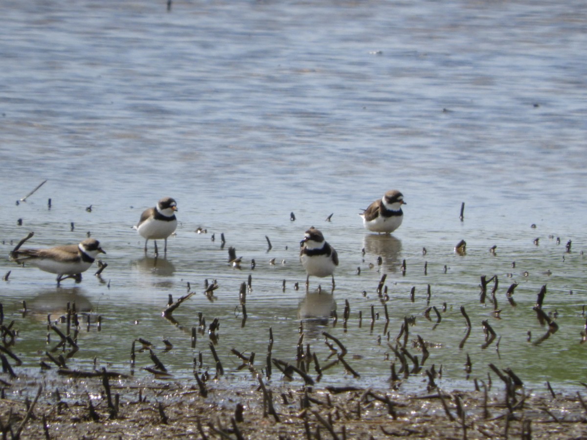 Semipalmated Plover - Lois Rockhill