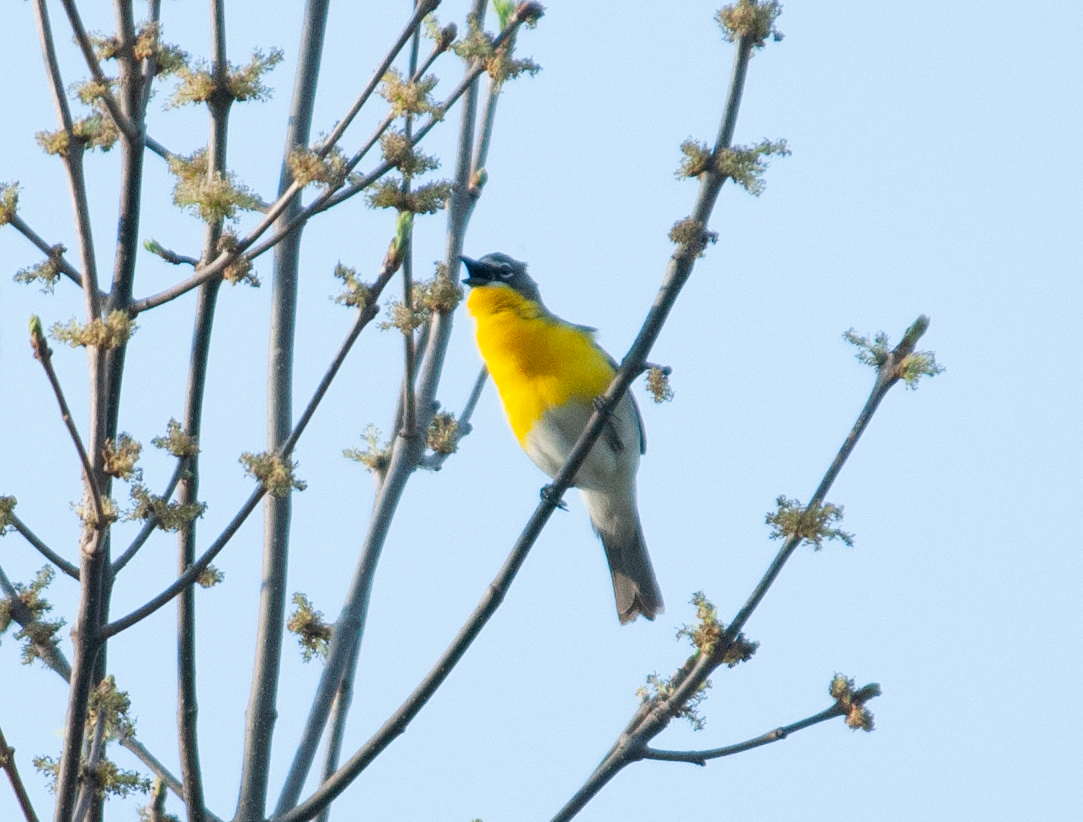 Yellow-breasted Chat - ML447868951