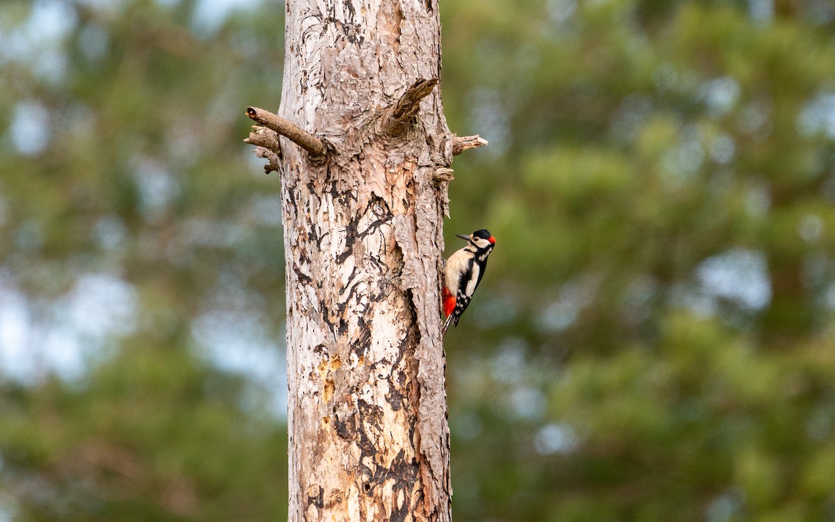 Great Spotted Woodpecker - ML447880241