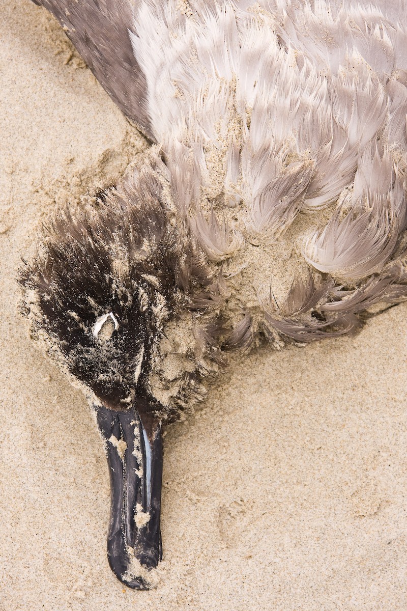 albatros světlehřbetý - ML44788191