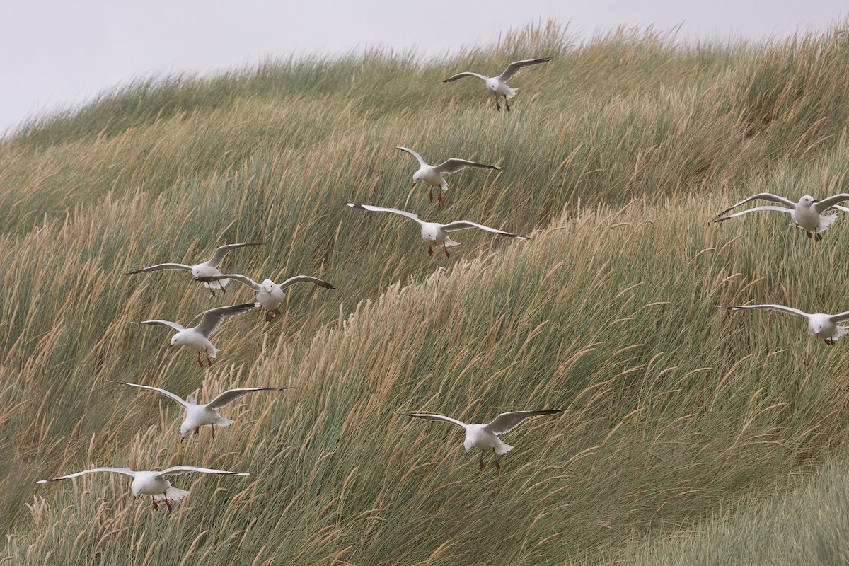 Silver Gull (Red-billed) - Eric VanderWerf