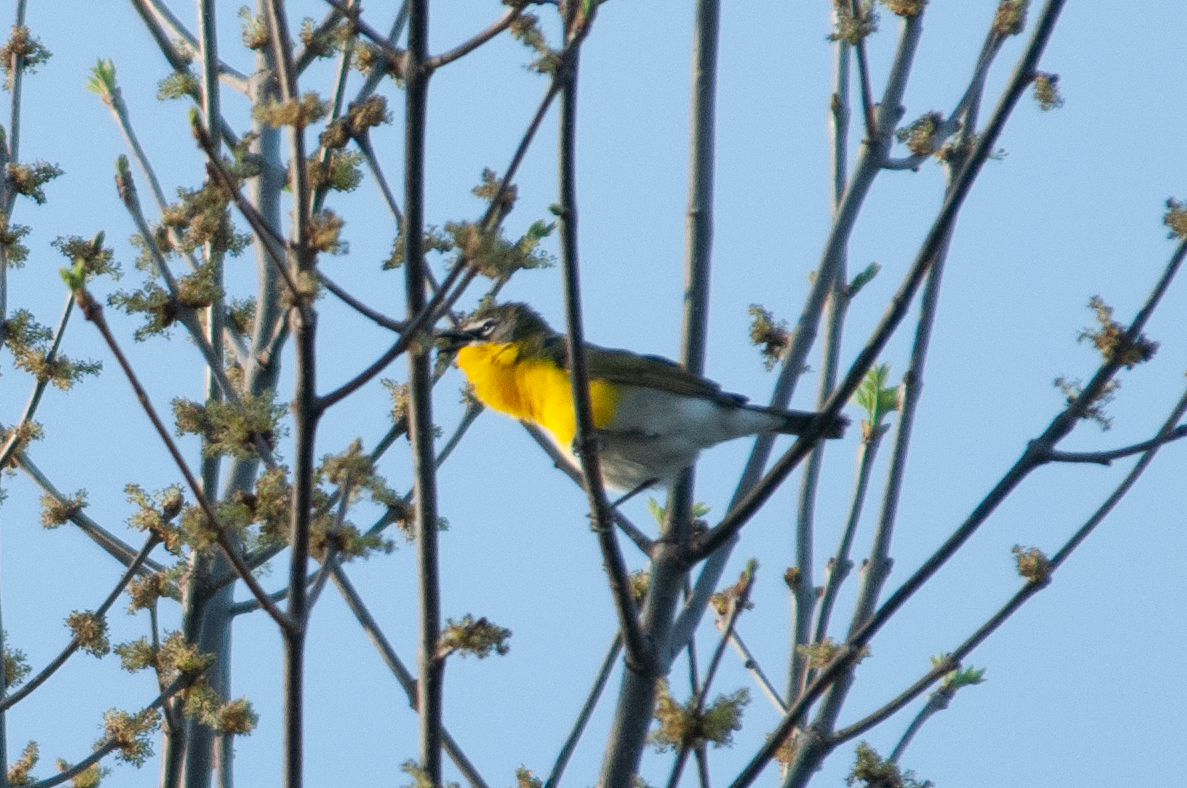 Yellow-breasted Chat - ML447890121