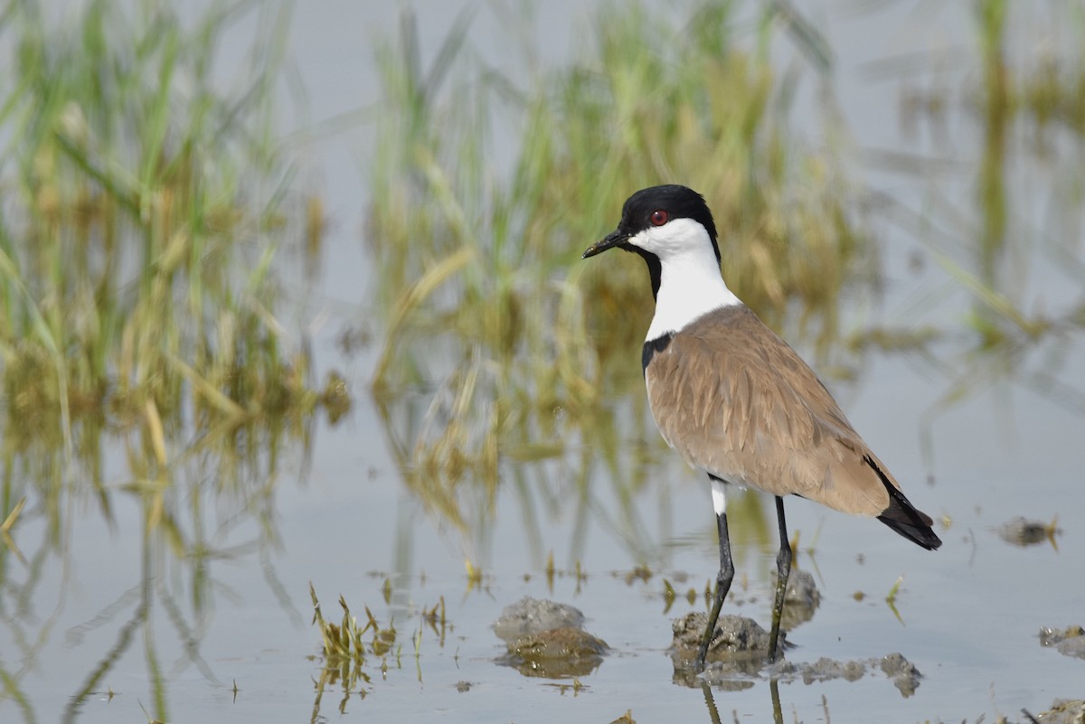 Spur-winged Lapwing - ML447890231
