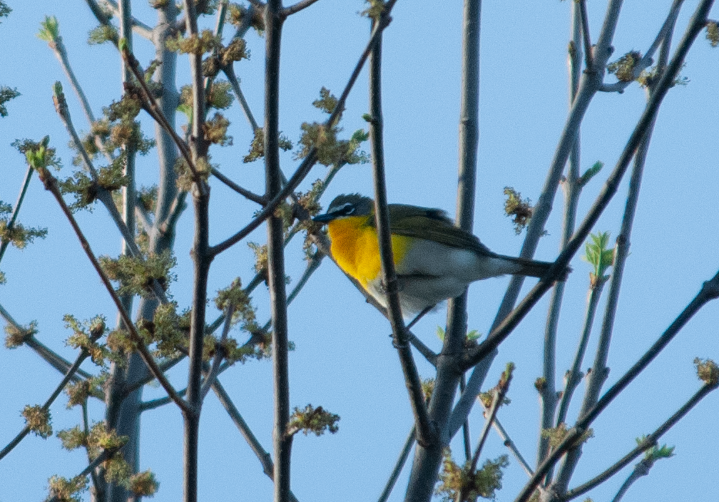 Yellow-breasted Chat - ML447890511