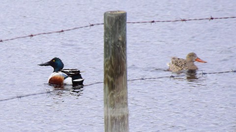 Canard souchet - Mathieu Langlois