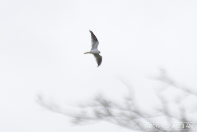Black-shouldered Kite - ML44789871