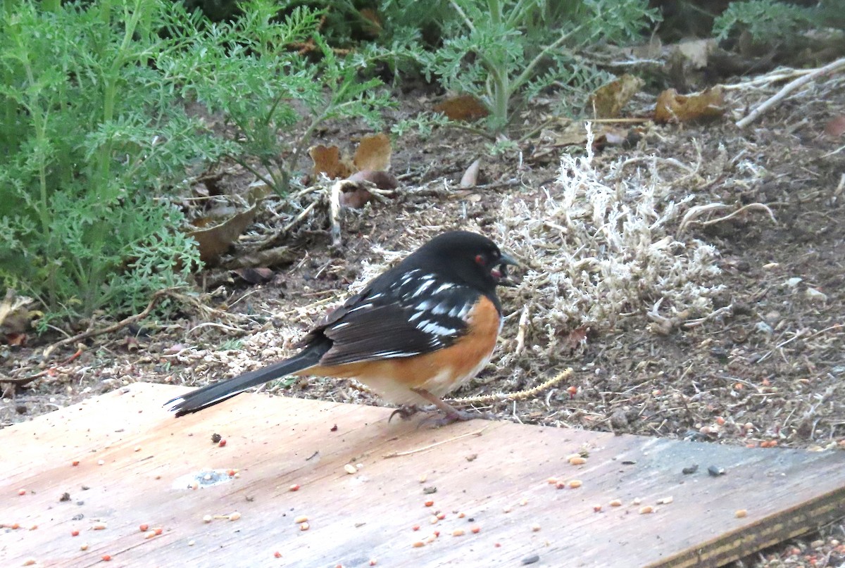 Spotted Towhee - ML447903071